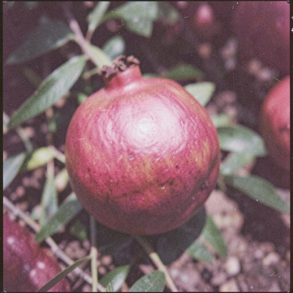 A still life of a deep ruby pomegranate resting on a dark surface, lit with warm, low light, an analog film photograph with visible grain.
