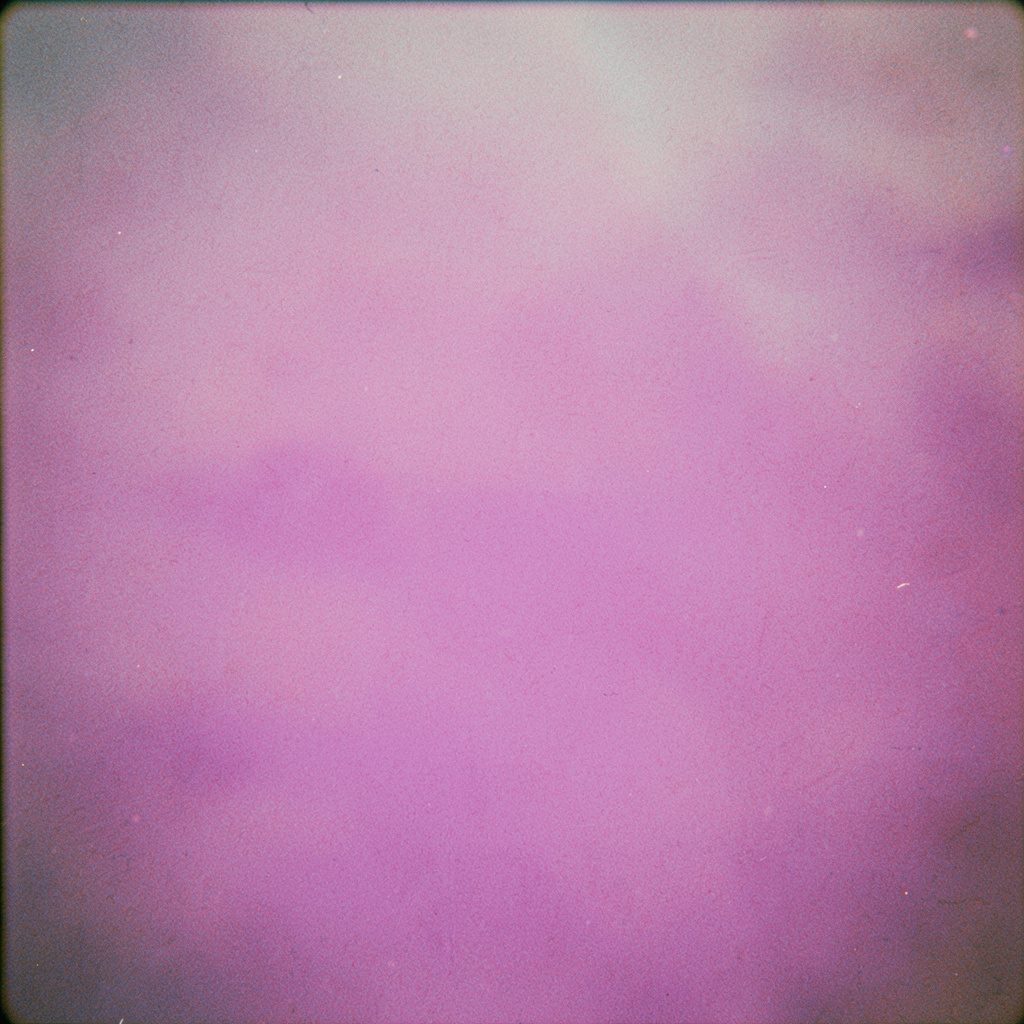 Film-grain photograph of scattered rose petals in soft pink and blush tones on a pale surface, muted romantic mood